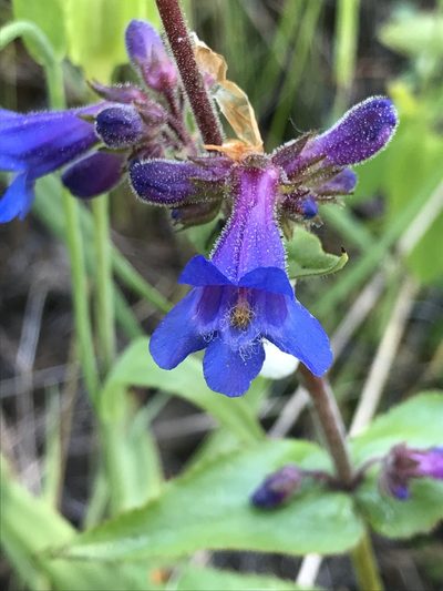 Penstemon subserratus, photographed by anguspritchard