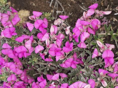 Indigofera calcarea, photographed by Brian du Preez