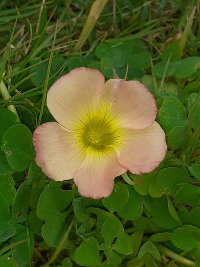 Oxalis zeekoevleyensis, photographed by Brian du Preez