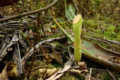 Nepenthes mirabilis, photographed by ꦥꦤ꧀ꦗꦶꦒꦸꦱ꧀ꦠꦶꦄꦏ꧀ꦧꦂ