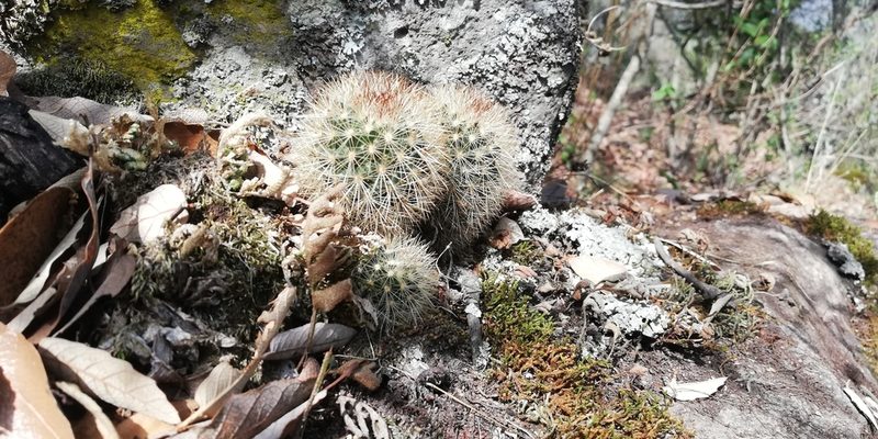 Mammillaria densispina, photographed by Víctor Galván Noriega
