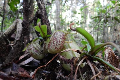 Nepenthes ampullaria, photographed by ꦥꦤ꧀ꦗꦶꦒꦸꦱ꧀ꦠꦶꦄꦏ꧀ꦧꦂ