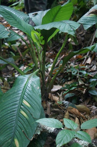 Spathiphyllum friedrichsthalii, photographed by Juan Carlos Pérez Magaña