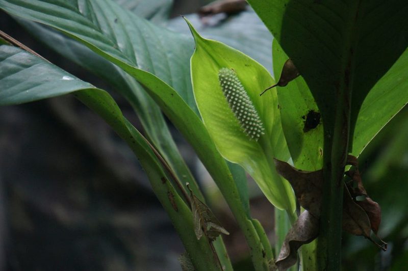Spathiphyllum friedrichsthalii, photographed by Juan Carlos Pérez Magaña