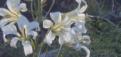 Lilium washingtonianum, photographed by Flower Hunter
