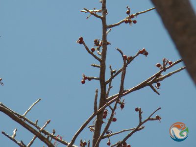 Bursera morelensis, photographed by Eugenio Padilla