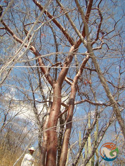 Bursera morelensis, photographed by Eugenio Padilla