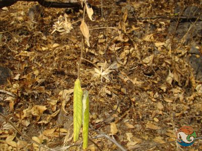 Trixis mexicana, photographed by Eugenio Padilla