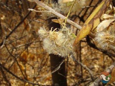 Trixis mexicana, photographed by Eugenio Padilla
