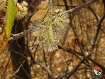Trixis mexicana, photographed by Eugenio Padilla