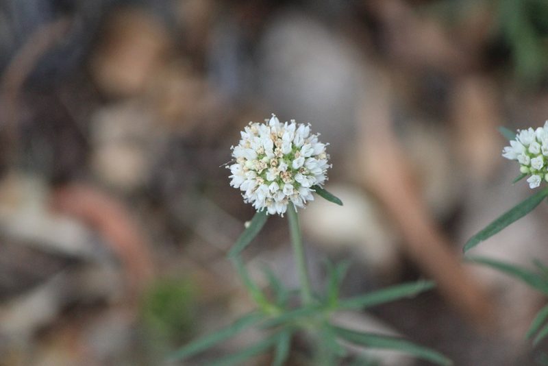Spermacoce tenuior, photographed by José Belem Hernández Díaz