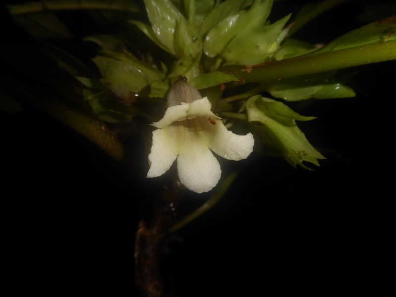 Nautilocalyx leticianus, photographed by greenline