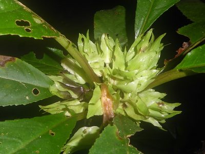 Nautilocalyx leticianus, photographed by greenline