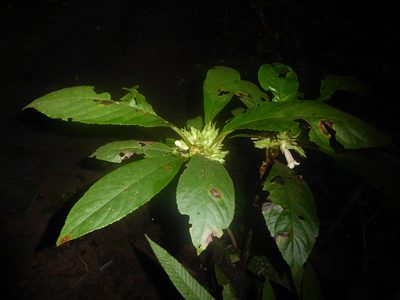 Nautilocalyx leticianus, photographed by greenline