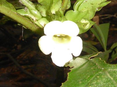 Nautilocalyx leticianus, photographed by greenline