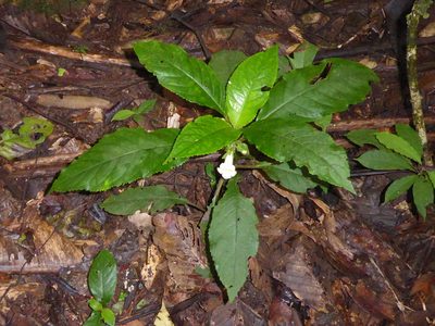 Nautilocalyx leticianus, photographed by greenline
