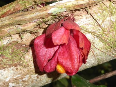 Drymonia coccinea, photographed by greenline