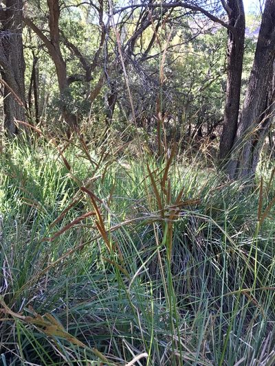 Carex ultra, photographed by CK2AZ