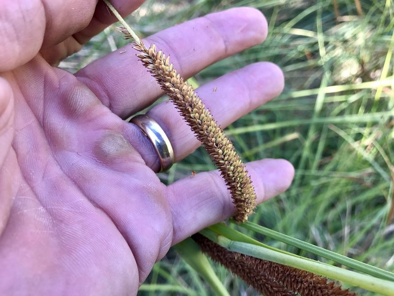 Carex ultra, photographed by CK2AZ