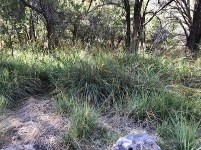 Carex ultra, photographed by CK2AZ