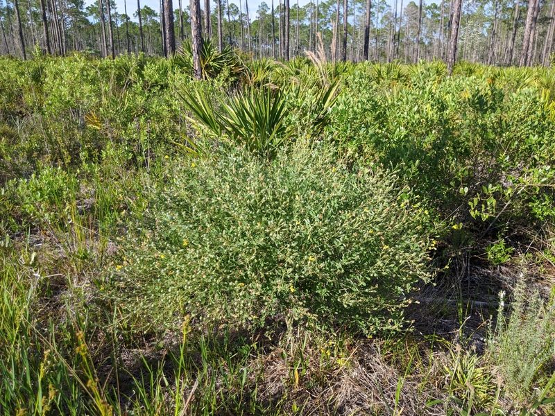 Baptisia lecontei, photographed by Scott Allen Davis