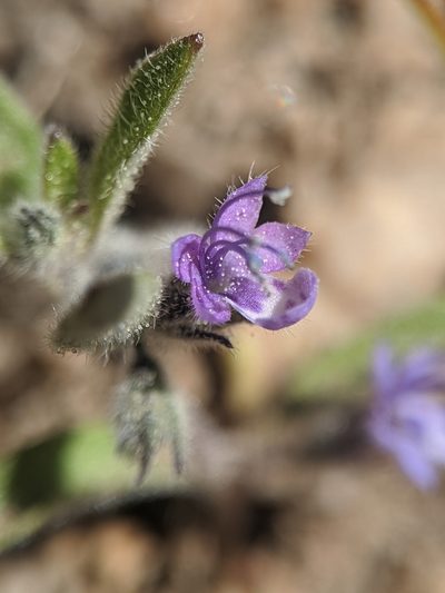 Trichostema oblongum, photographed by Alex Heyman