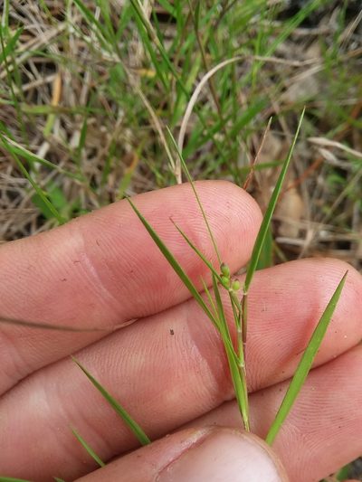 Dichanthelium aciculare, photographed by Will McFarland