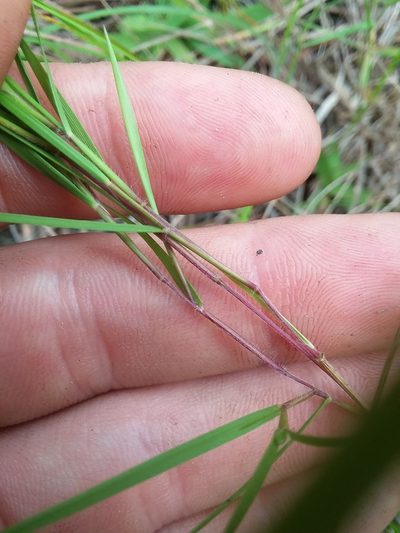 Dichanthelium aciculare, photographed by Will McFarland