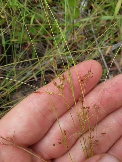 Rhynchospora pusilla, photographed by Will McFarland