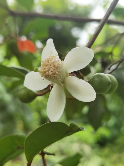 Psidium friedrichsthalianum, photographed by Eduardo Chacón Madrigal