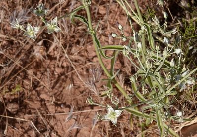 Frasera albomarginata, photographed by desertnaturalist