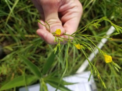 Linum sulcatum, photographed by Brandon Clark