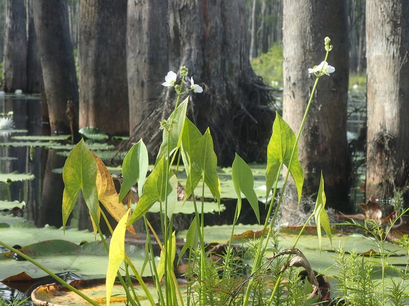 Sagittaria engelmanniana, photographed by mfeaver