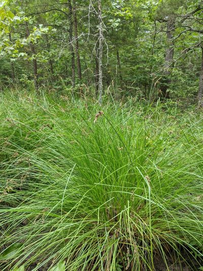 Carex decomposita, photographed by Nathan Aaron