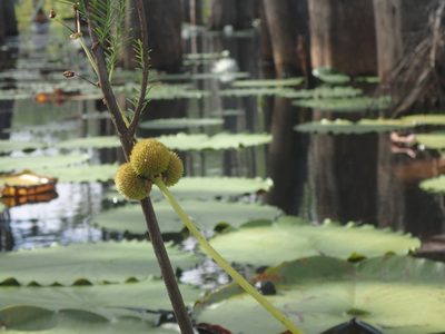 Sagittaria engelmanniana, photographed by mfeaver