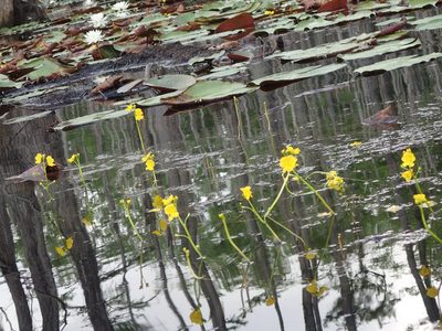 Utricularia floridana, photographed by mfeaver