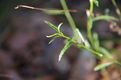 Baccharis thesioides, photographed by Eric Knight