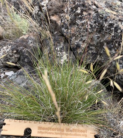 Festuca idahoensis, photographed by mark-groeneveld