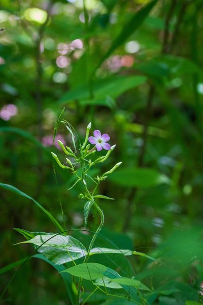 Phlox amplifolia, photographed by Nathan Aaron