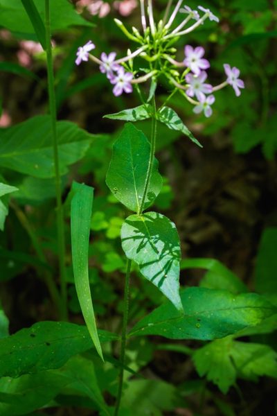 Phlox amplifolia, photographed by Nathan Aaron