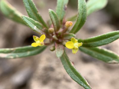 Neoholmgrenia andina, photographed by mark-groeneveld