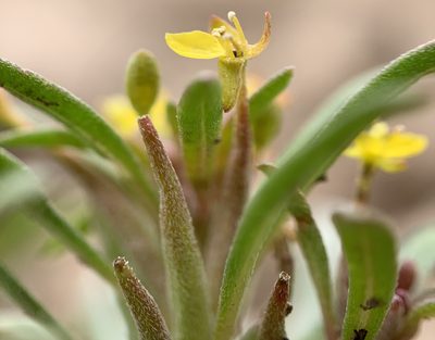 Neoholmgrenia andina, photographed by mark-groeneveld