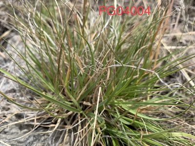 Danthonia unispicata, photographed by mark-groeneveld