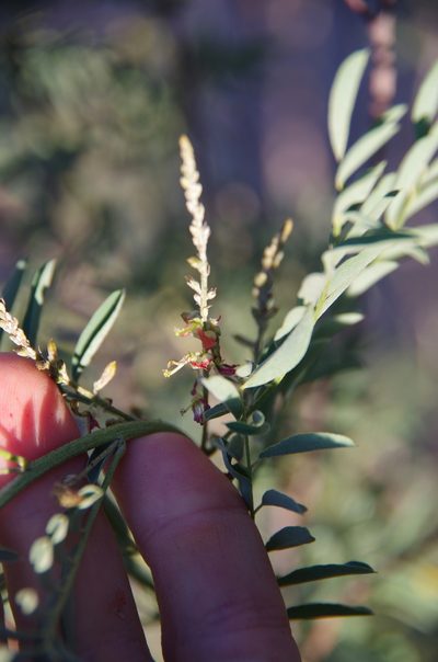Indigofera sphaerocarpa, photographed by Eric Knight