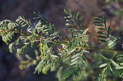 Indigofera sphaerocarpa, photographed by Eric Knight