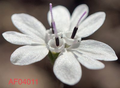 Blepharipappus scaber, photographed by mark-groeneveld