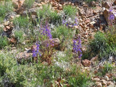 Delphinium andersonii, photographed by Jim Dreier