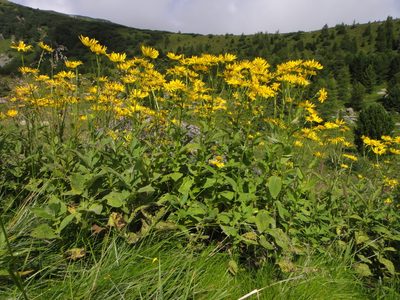 Doronicum austriacum, photographed by Christian Berg