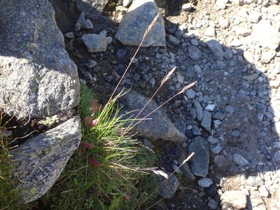 Festuca pseudodura, photographed by Christian Berg