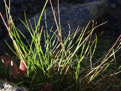 Festuca pseudodura, photographed by Christian Berg